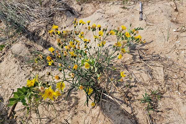 Jastrzębiec baldaszkowaty (Hieracium umbellatum)