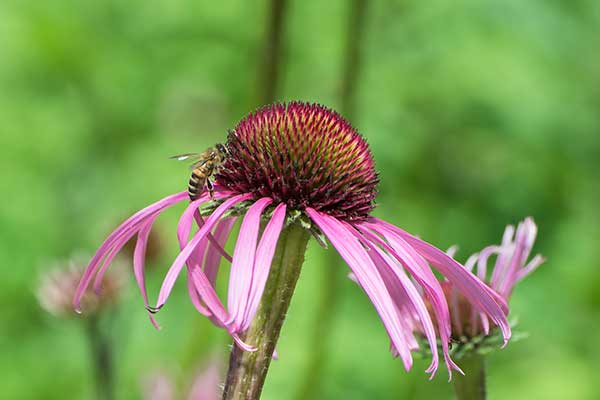 Jeżówka blada, jeżówka różowa (Echinacea pallida)