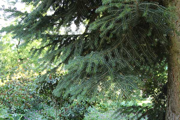 Jodła grecka (Abies cephalonica)