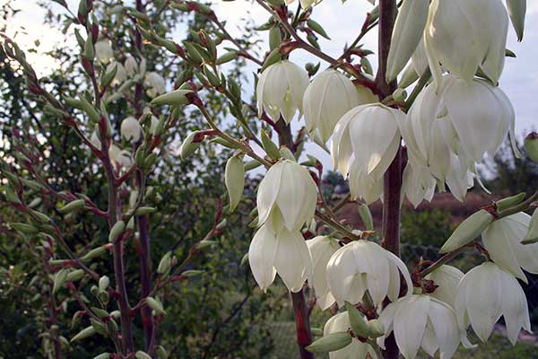 Juka karolińska (Yucca filamentosa)