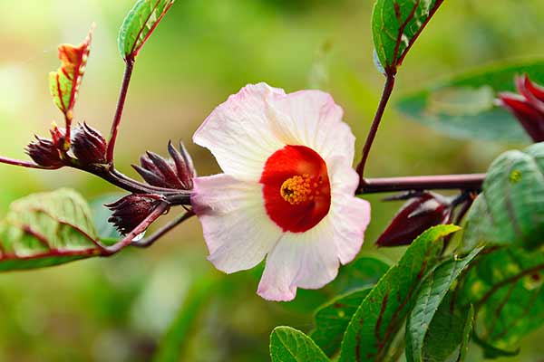 Ketmia szczawiowa (Hibiscus sabdariffa)