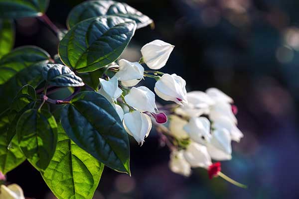 Klerodendron Thomsona (Clerodendrum thomsoniae)