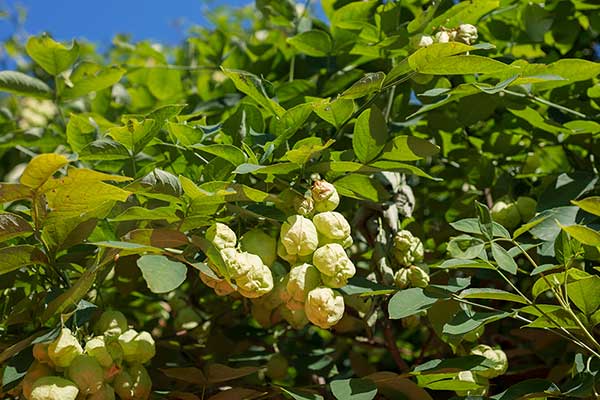 Kłokoczka południowa (Staphylea pinnata)