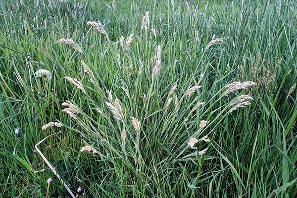 Kłosówka wełnista (Holcus lanatus)