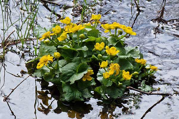 Knieć górska (Caltha laeta)