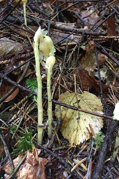 Korzeniówka pospolita (Monotropa hypopitis)