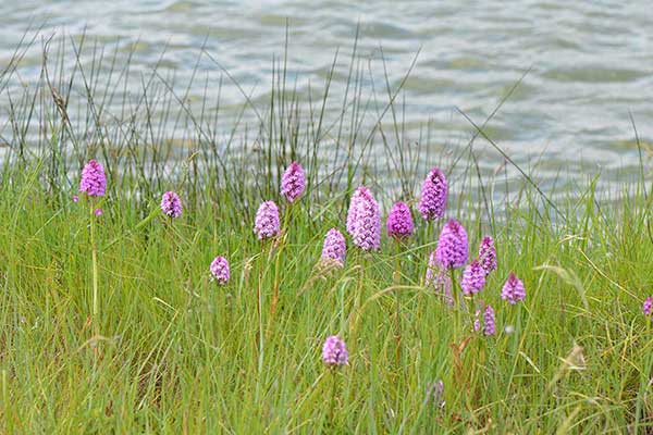 Koślaczek stożkowaty (Anacamptis pyramidalis)