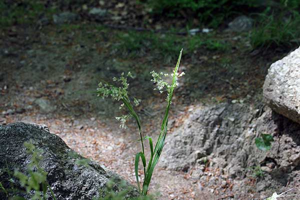 Kosmatka gajowa (Luzula luzuloides)