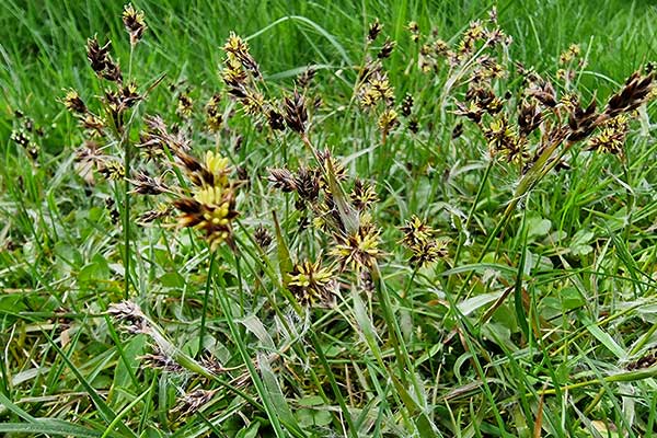 Kosmatka polna (Luzula campestris)