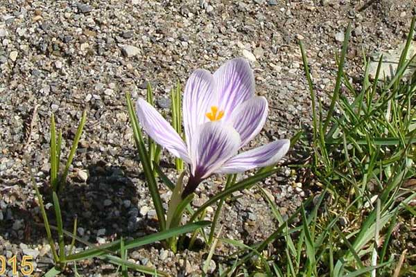 Szafran, krokus