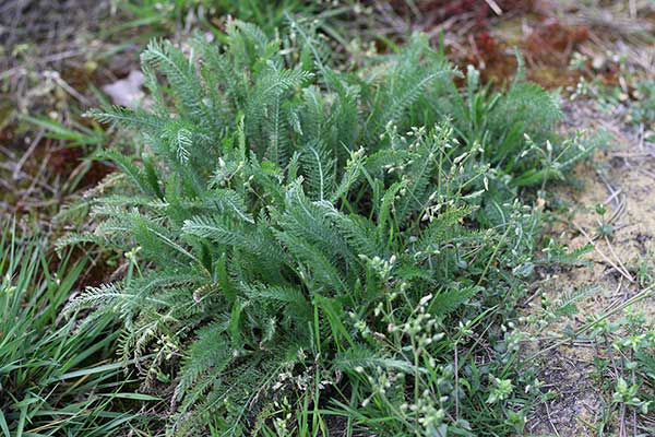 Krwawnik pospolity (Achillea millefolium)