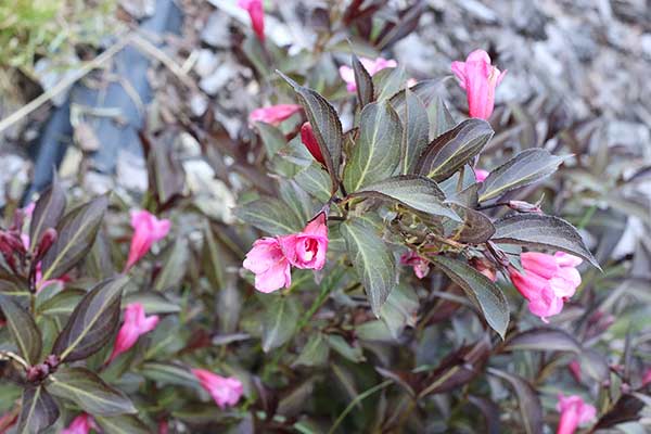 Krzewuszka cudowna (Weigela florida)