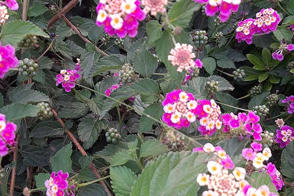 Lantana