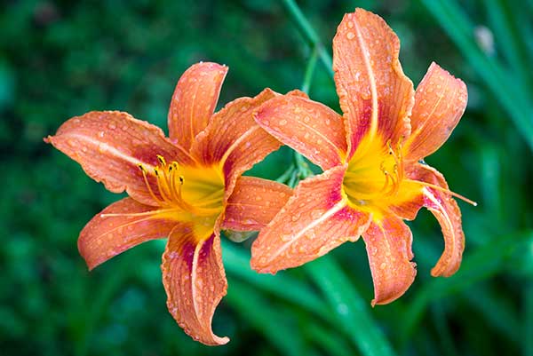 Liliowiec rdzawy (Hemerocallis fulva)