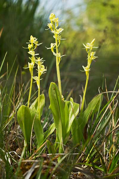 Lipiennik Loesela (Liparis loeselii)