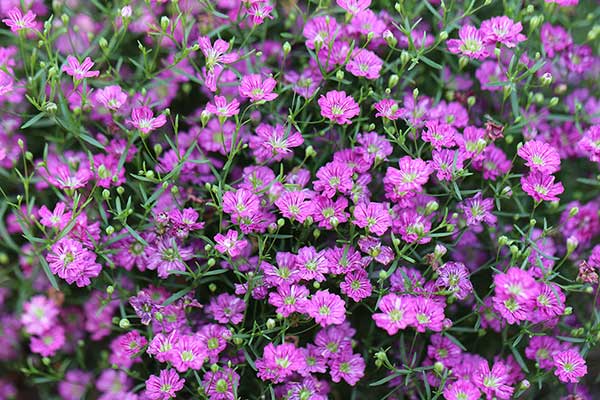 Łyszczec polny, waplinek (Gypsophila muralis)