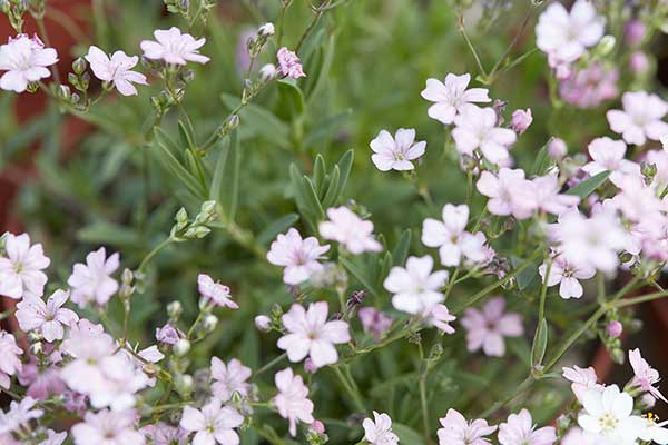 Łyszczec rozesłany, gipsówka rozesłana (Gypsophila repens)