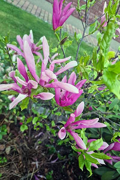 Magnolia purpurowa (Magnolia liliiflora)