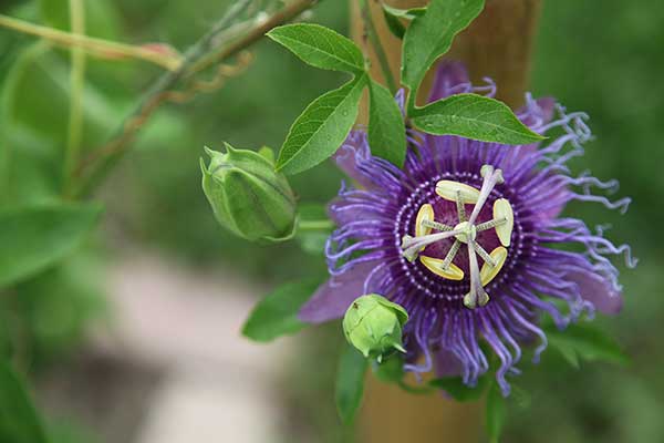 Męczennica cielista (Passiflora incarnata)