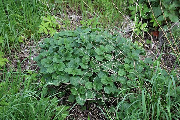 Mierznica czarna (Ballota nigra)