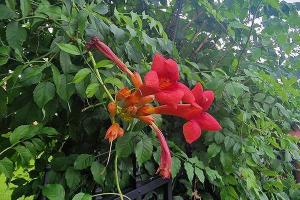 Milin amerykański (Campsis radicans)