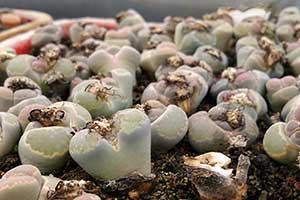 Lithops salicola