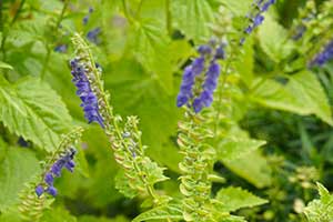 Scutellaria lateriflora