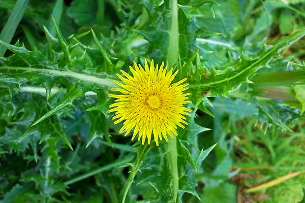 Mlecz kolczasty (Sonchus asper)