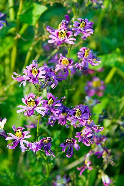 Motylek wisetoński (Schizanthus × wisetonensis)