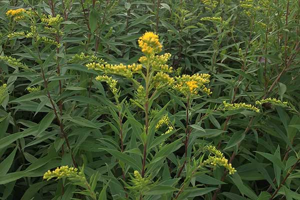 Nawłoć późna, nawłoć olbrzymia (Solidago gigantea)