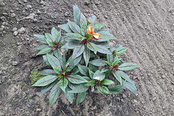 Niecierpek nowogwinejski (Impatiens hawkeri)