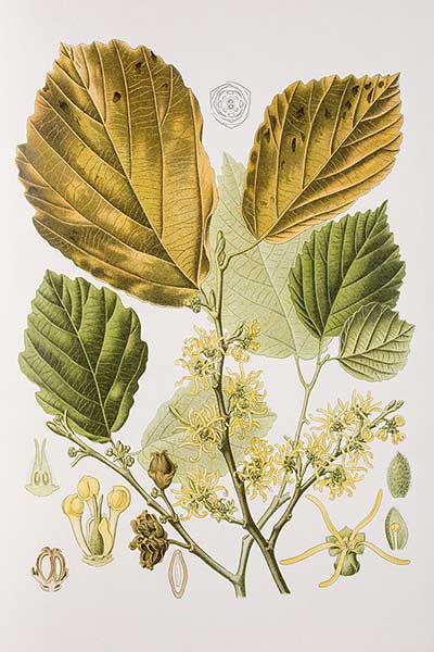 Oczar wirginijski, orzech czarnoksięski (Hamamelis virginiana)