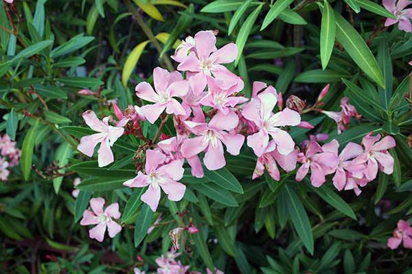 Oleander pospolity (Nerium oleander)