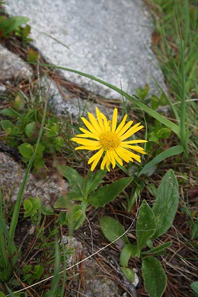 Omieg kozłowiec (Doronicum clusii)