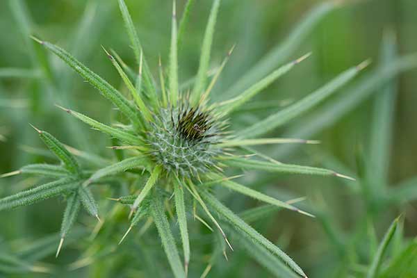 Ostrożeń lancetowaty (Cirsium vulgare)