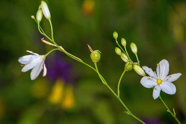 Pajęcznica gałęzista (Anthericum ramosum)