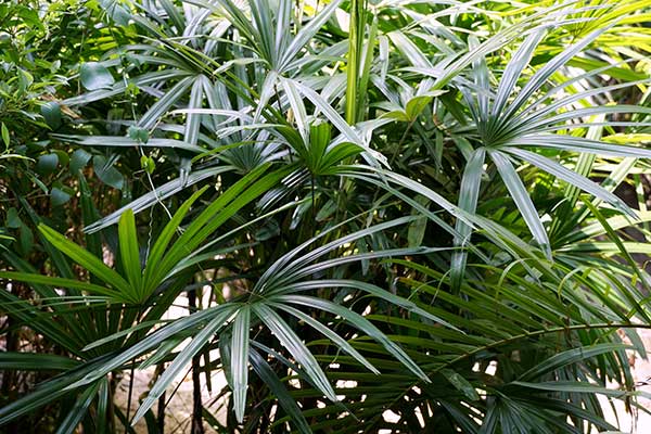 Palma sabalowa, sabal (Serenoa repens)