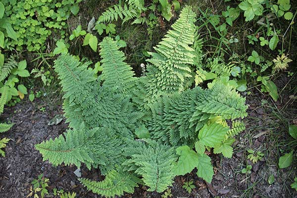 Paprotnik szczecinkozębny (Polystichum setiferum)