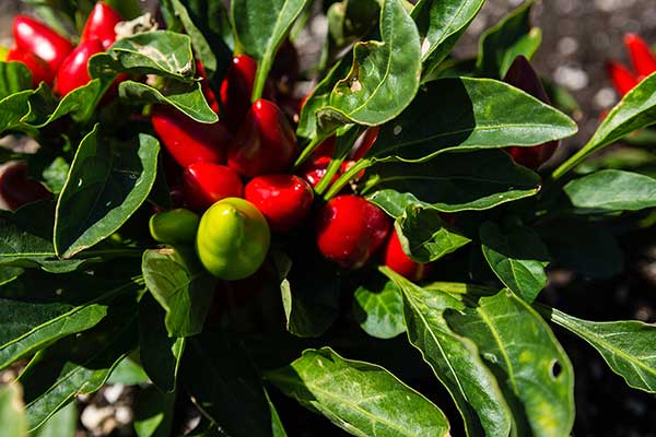 Papryka roczna (Capsicum annuum)