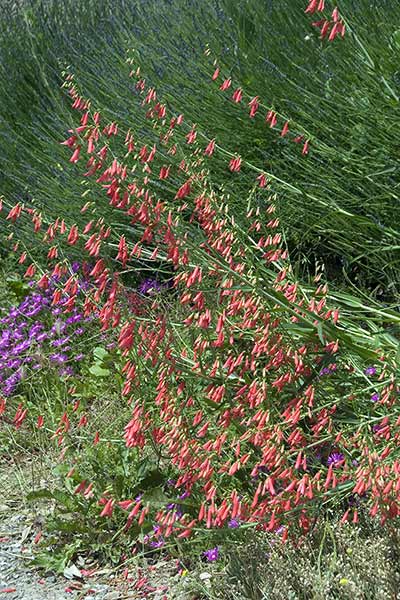 Penstemon bródkowy, penstemon brodaty (Penstemon barbatus)