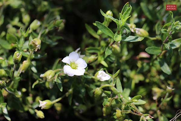 Piaskowiec górski (Arenaria montana)