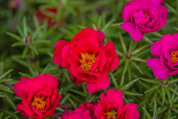 Portulaka wielkokwiatowa (Portulaca grandiflora)