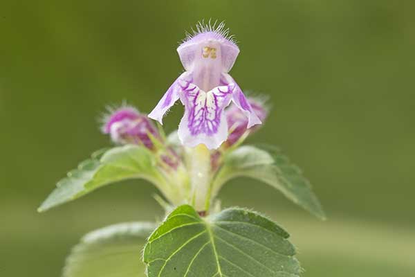 Poziewnik szorstki (Galeopsis tetrahit)