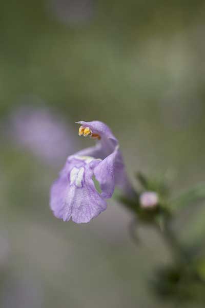 Poziewnik wąskolistny (Galeopsis angustifolia)