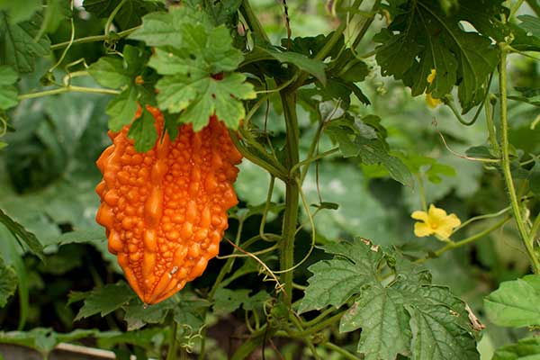 Przepękla ogórkowata, balsamka ogórkowata (Momordica charantia)