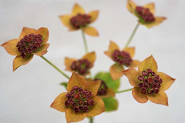 Przewiercień długolistny (Bupleurum longifolium)