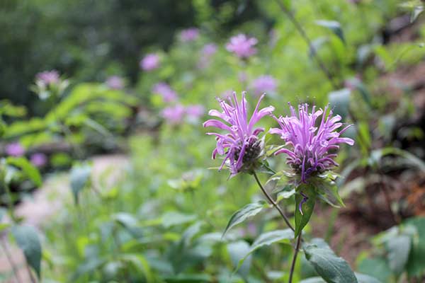 Pysznogłówka dęta (Monarda fistulosa)