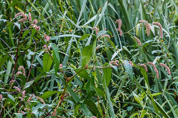 Rdest szczawiolistny (Polygonum lapathifolium)