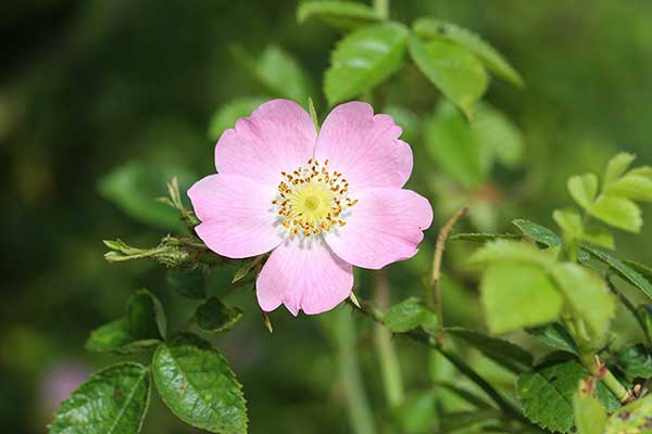 Róża rdzawa (Rosa rubiginosa)