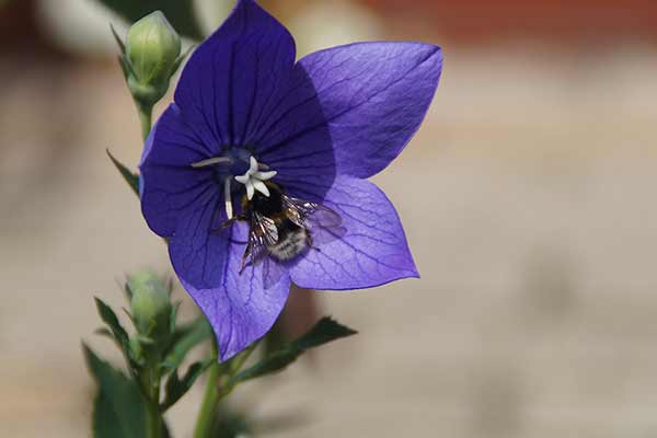 Rozwar wielkokwiatowy (Platycodon grandiflorus)